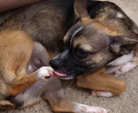 Why Does My Dog Lick His Legs All Night? Understanding the Hidden Health and Stress Causes