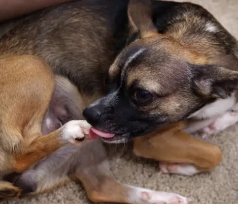 Why Does My Dog Lick His Legs All Night? Understanding the Hidden Health and Stress Causes
