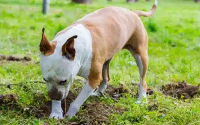What’s a Humane Way to Stop Your Dog from Digging in the Yard?
