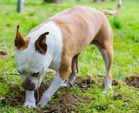 What’s a Humane Way to Stop Your Dog from Digging in the Yard?