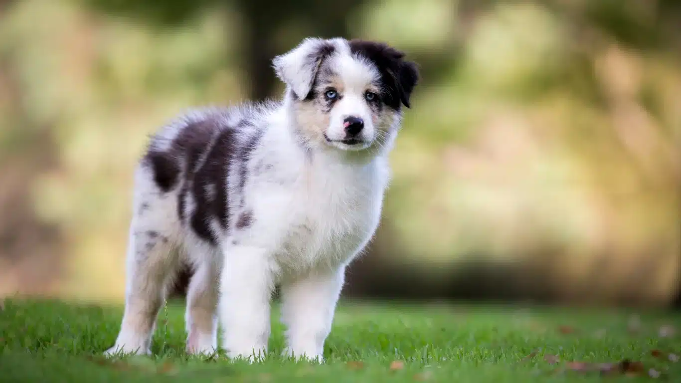 Australian Shepherd training outdoors