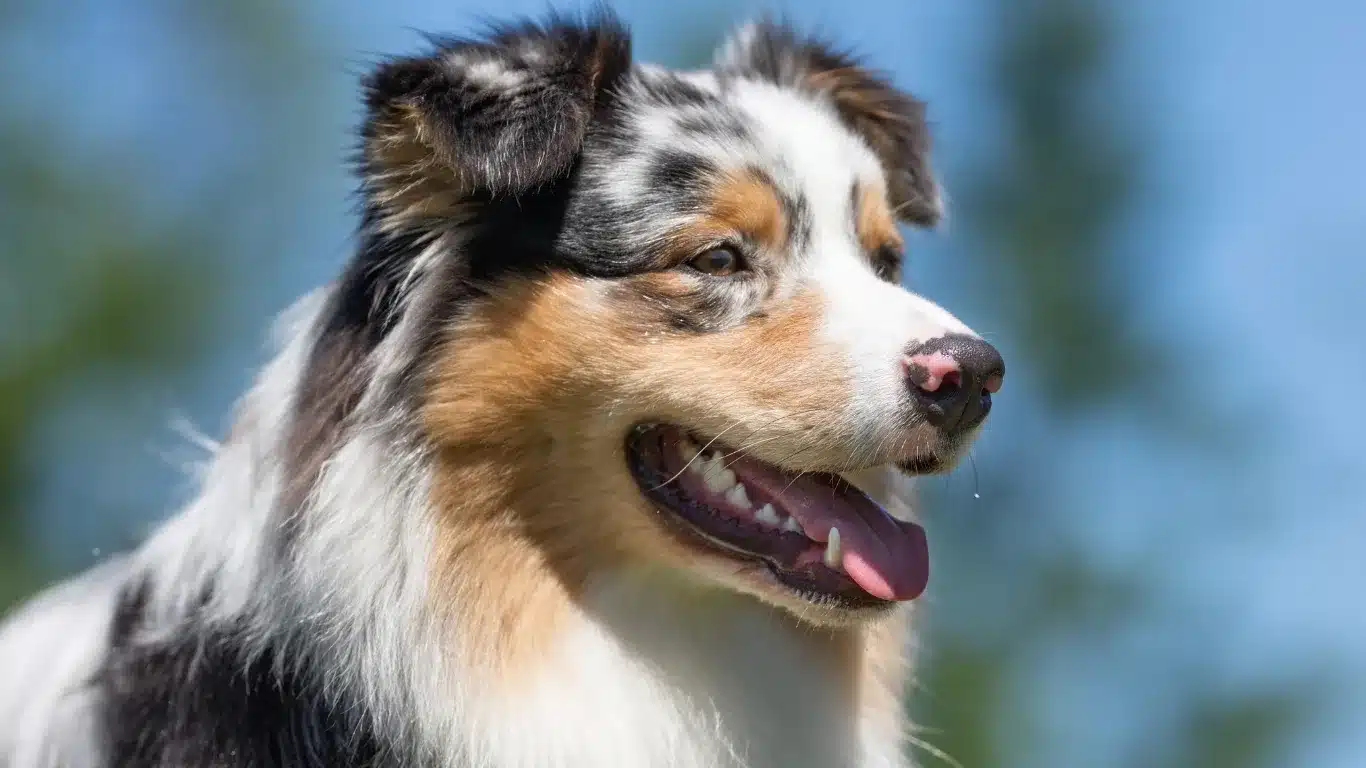 Australian Shepherd sitting obediently during training