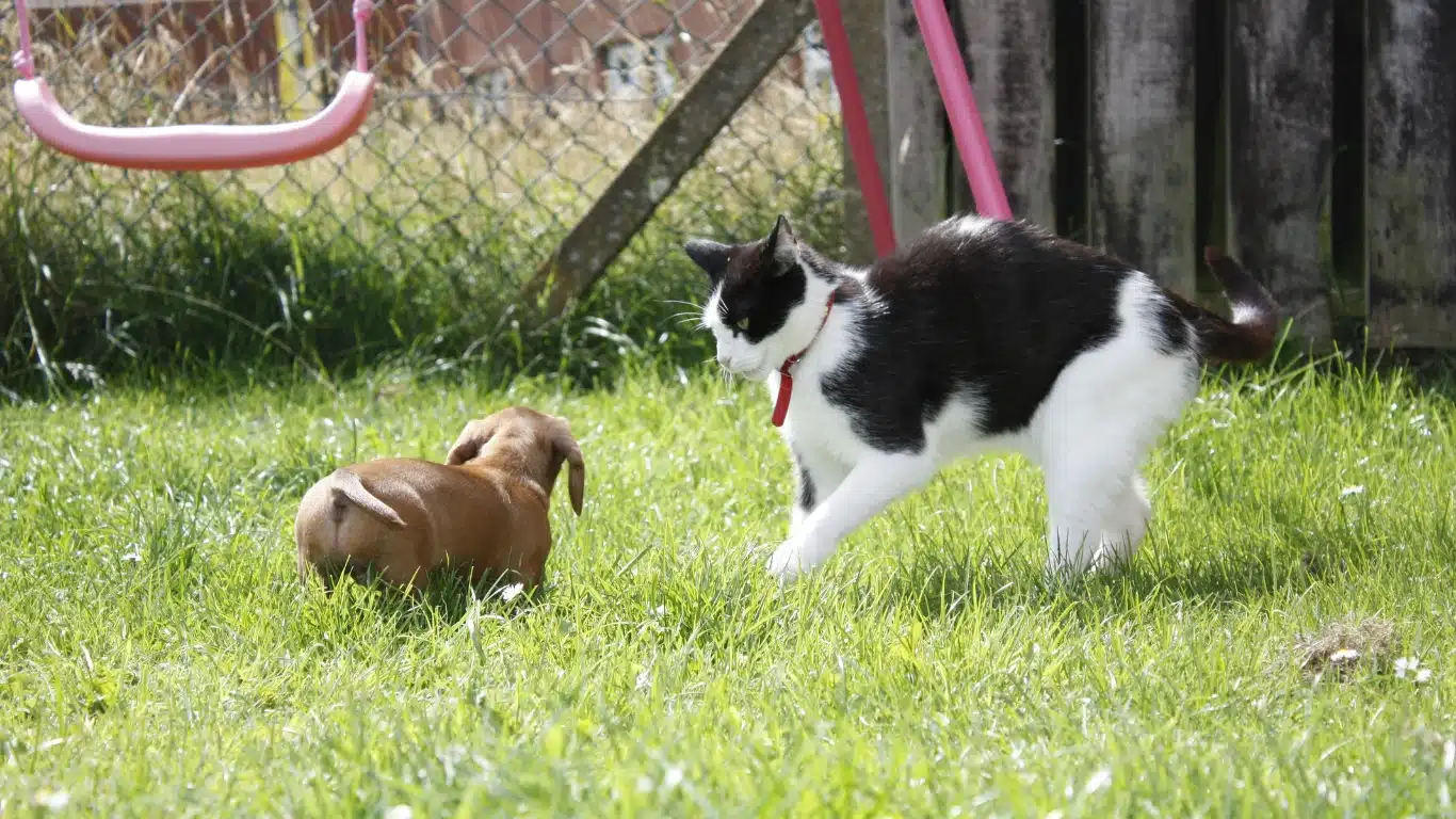 Dog Chasing Cat