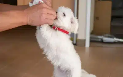 House Training a Puppy in a Condo: The Complete Guide for High-Rise Living