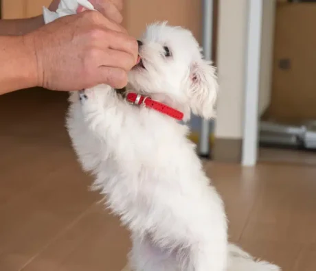 House Training a Puppy in a Condo: The Complete Guide for High-Rise Living