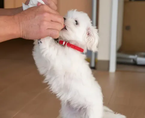 House Training a Puppy in a Condo: The Complete Guide for High-Rise Living