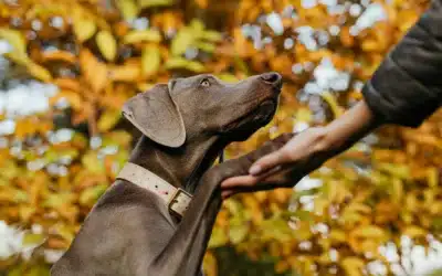 How to Find a Reliable Dog Trainer in Canada — What to Ask Before You Commit