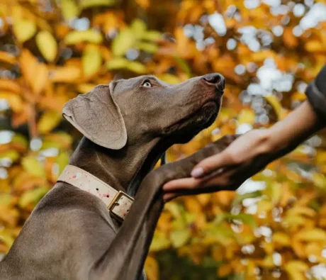 How to Find a Reliable Dog Trainer in Canada — What to Ask Before You Commit