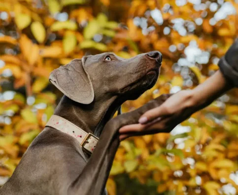 How to Find a Reliable Dog Trainer in Canada — What to Ask Before You Commit