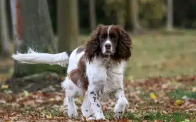 Are English Springer Spaniels Easy to Train?