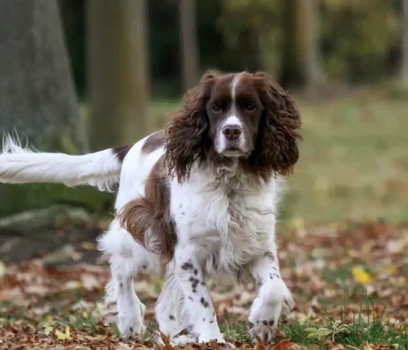 Are English Springer Spaniels Easy to Train?