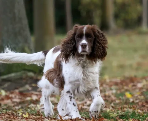 Are English Springer Spaniels Easy to Train?