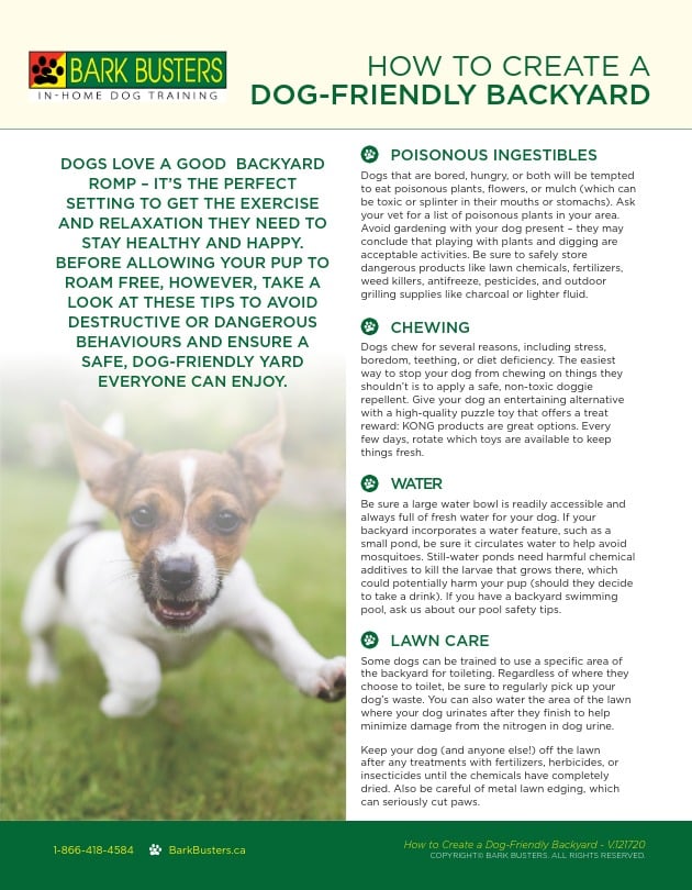 How to Create a Dog-Friendly Backyard