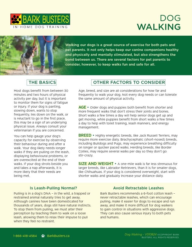 Dog walking tips from Bark Busters