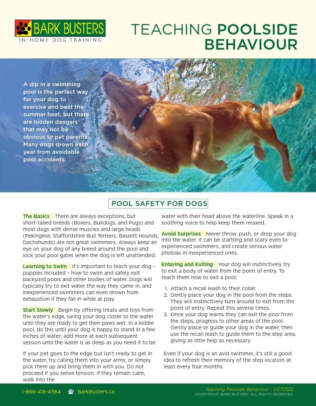 Teaching pool safety for dogs