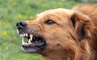 Dog Aggression – What You Need To Know