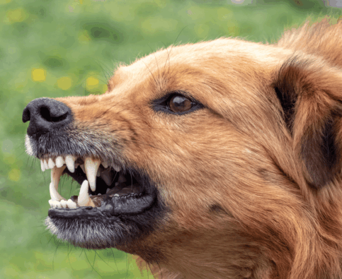 Dog Aggression – What You Need To Know