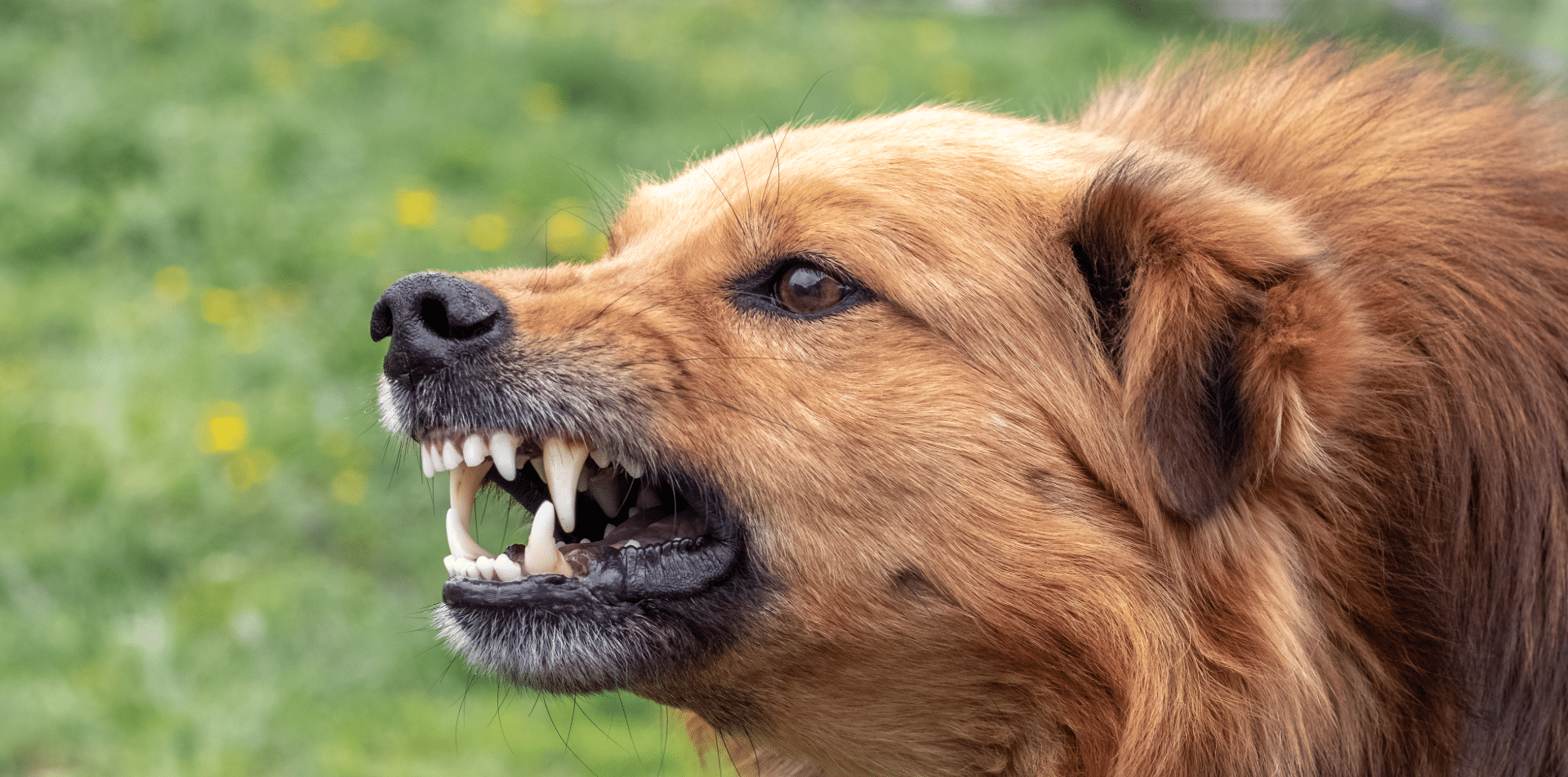Dog Aggression Training