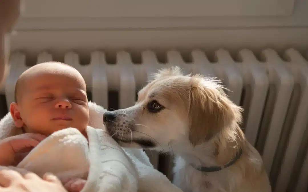 Training Your Dog After Having a Baby: A Complete Guide for Growing Canadian Families