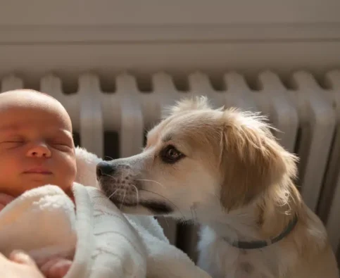 Training Your Dog After Having a Baby: A Complete Guide for Growing Canadian Families