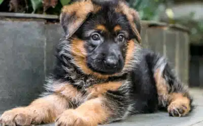 How to Train a German Shepherd Puppy: A Complete Guide for Canadian GSD Owners