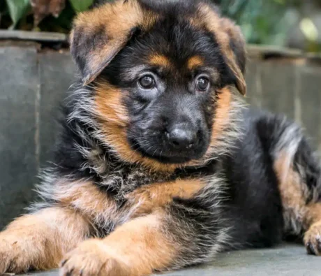 How to Train a German Shepherd Puppy: A Complete Guide for Canadian GSD Owners