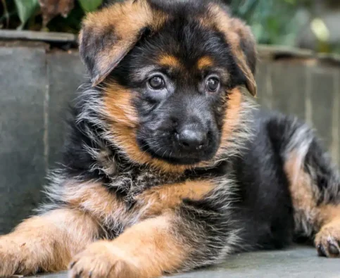 How to Train a German Shepherd Puppy: A Complete Guide for Canadian GSD Owners