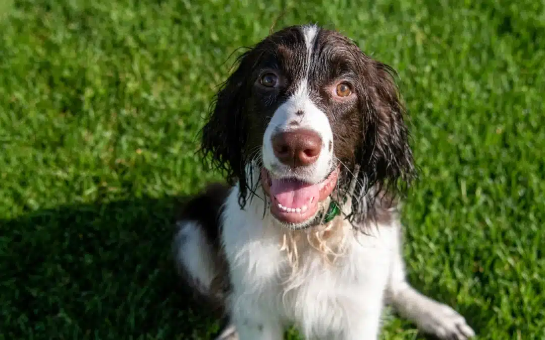 English Springer Spaniel Behaviour Problems: What Canadian Owners Need to Know