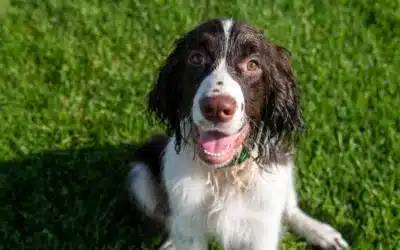 English Springer Spaniel Behaviour Problems: What Canadian Owners Need to Know