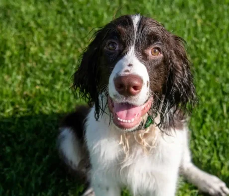 English Springer Spaniel Behaviour Problems: What Canadian Owners Need to Know