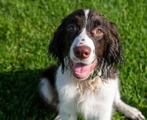 English Springer Spaniel Behaviour Problems: What Canadian Owners Need to Know