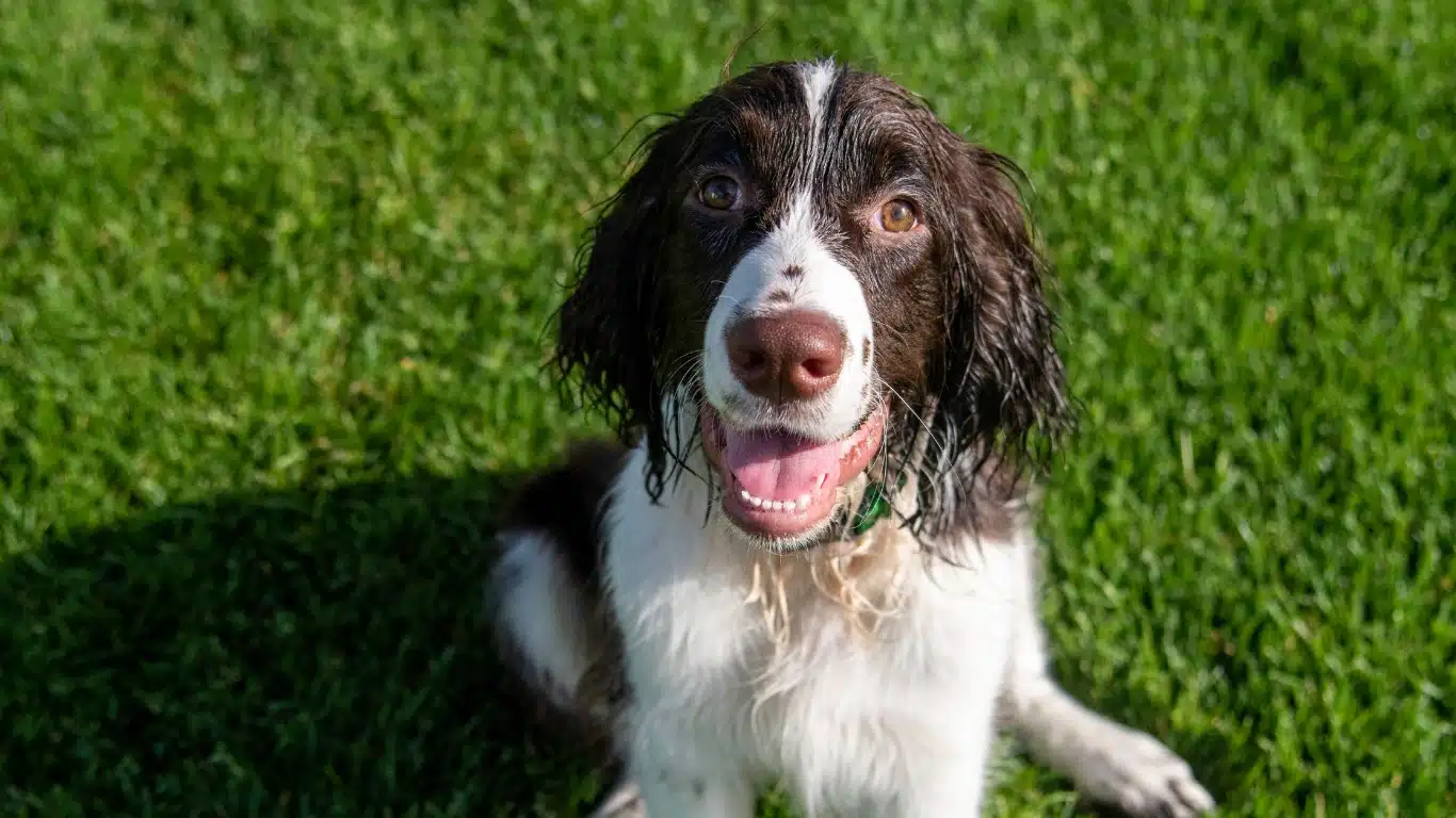 English Springer Spaniel Behaviour Problems Guide | Bark Busters