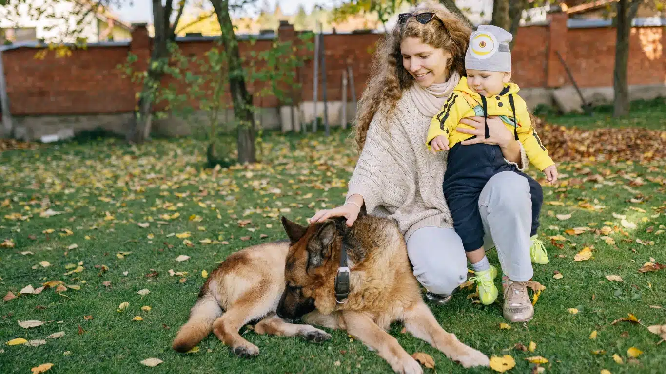 Dog training around newborn baby in Canadian family home with calm pet and infant safety preparation