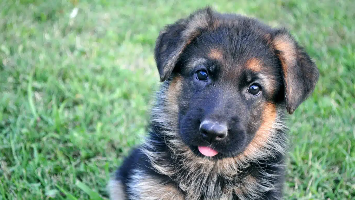 German Shepherd puppy socialization and obedience training