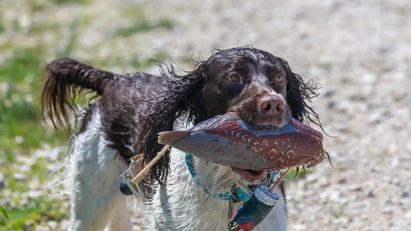 Hunting Instinct of English Springer Spaniel