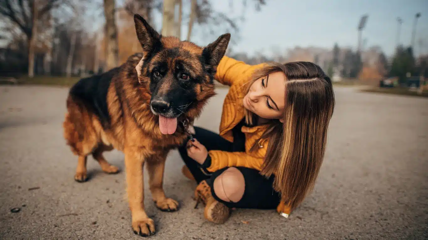 German Shepherd puppy training at home in Canada
