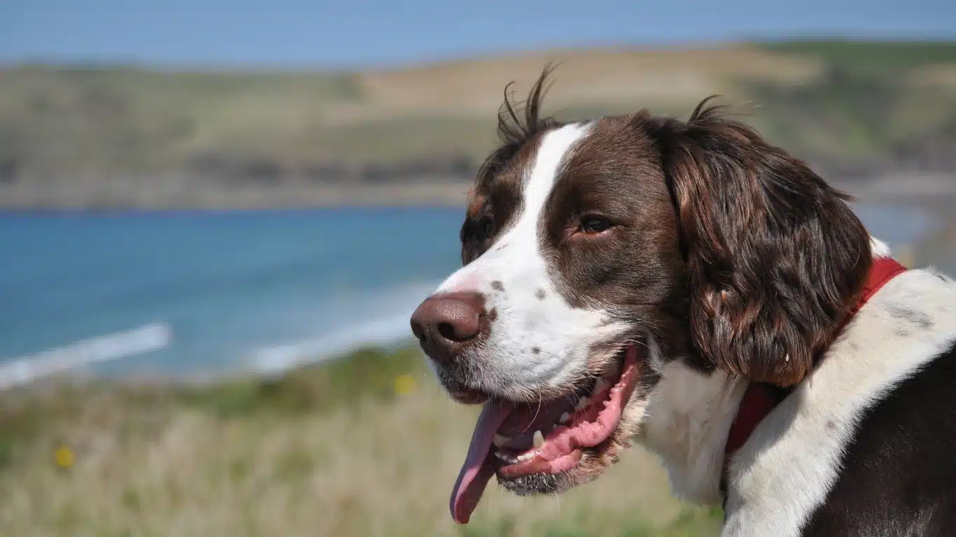 Off-leash Springer training