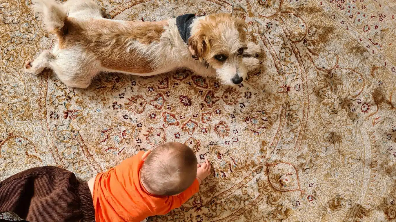 Canadian parents teaching dog boundaries and obedience before bringing home a new baby