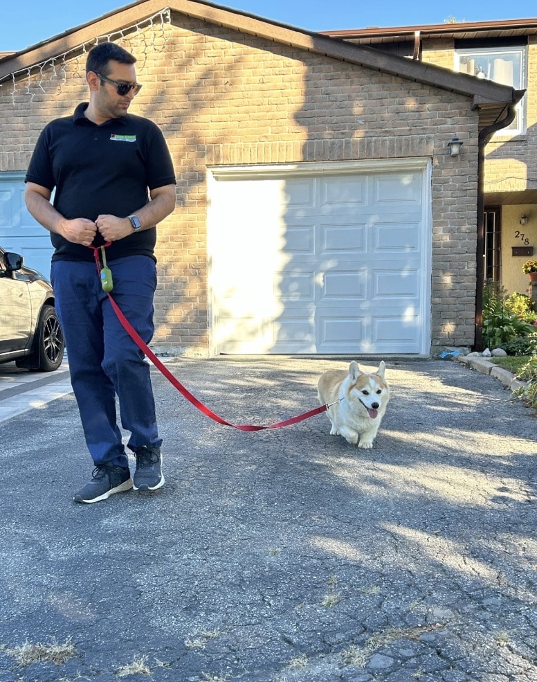 Kush Khurana - dog training walking corgi