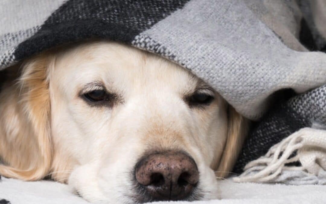 The Complete Guide To Fireworks Anxiety In Dogs