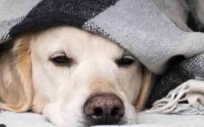 The Complete Guide To Fireworks Anxiety In Dogs