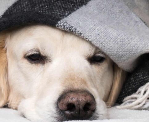The Complete Guide To Fireworks Anxiety In Dogs