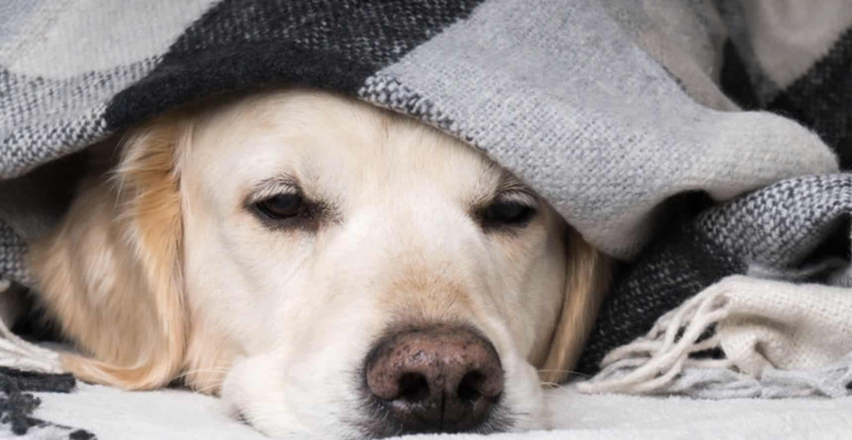 Complete guide to Dogs and Fireworks - Bark Busters