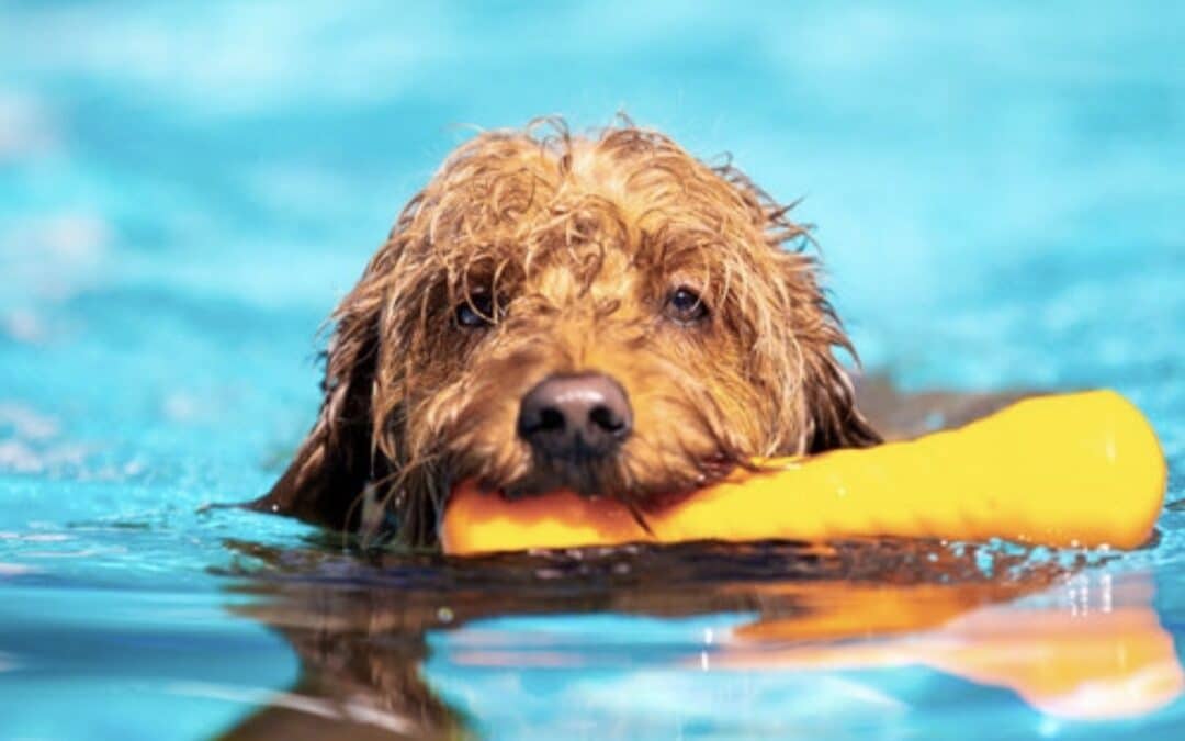 The Complete Guide To Pool Safety For Dogs