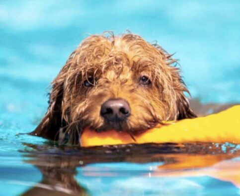 The Complete Guide To Pool Safety For Dogs