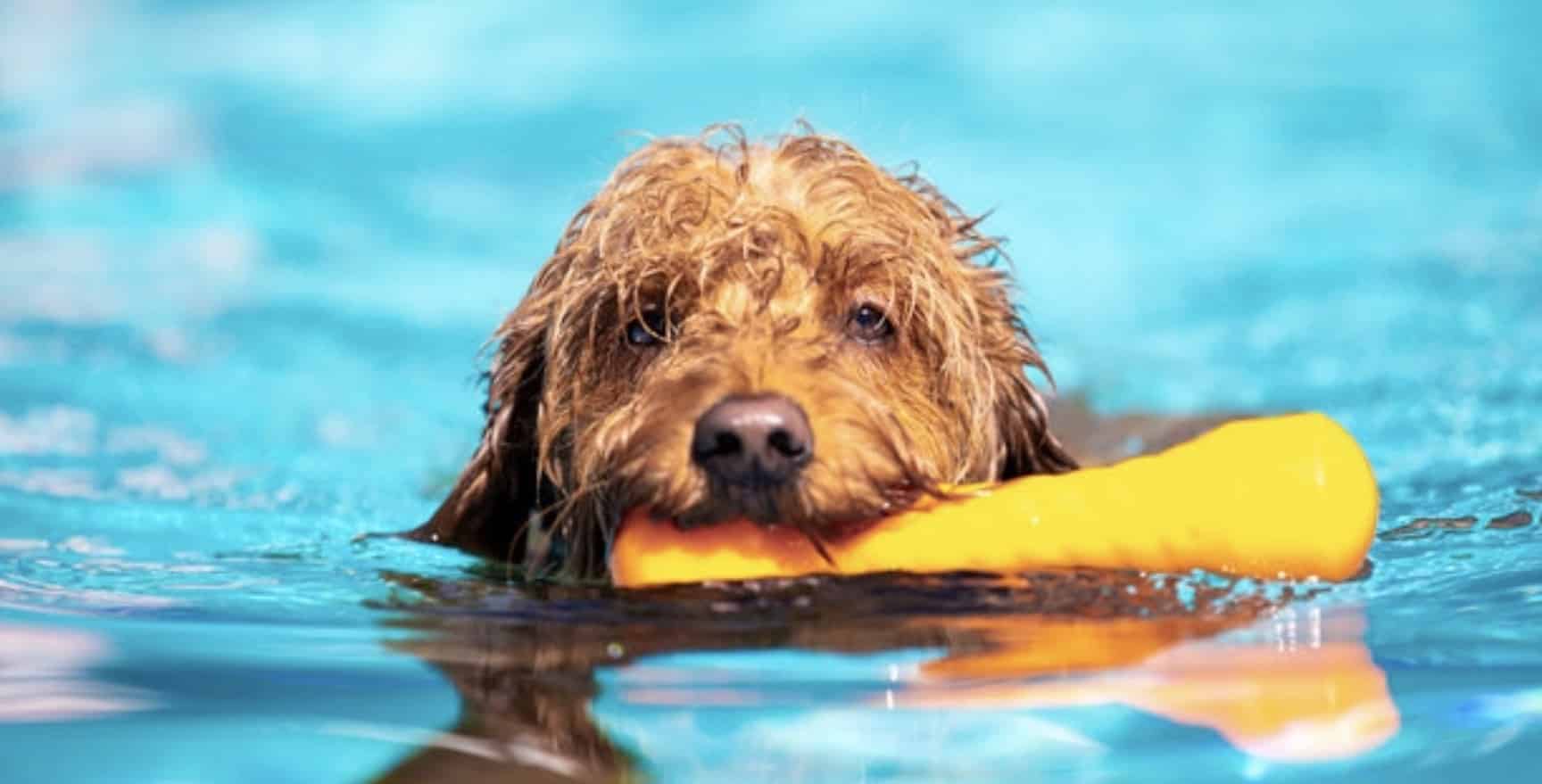 Complete guide pool safety dogs - Bark Busters