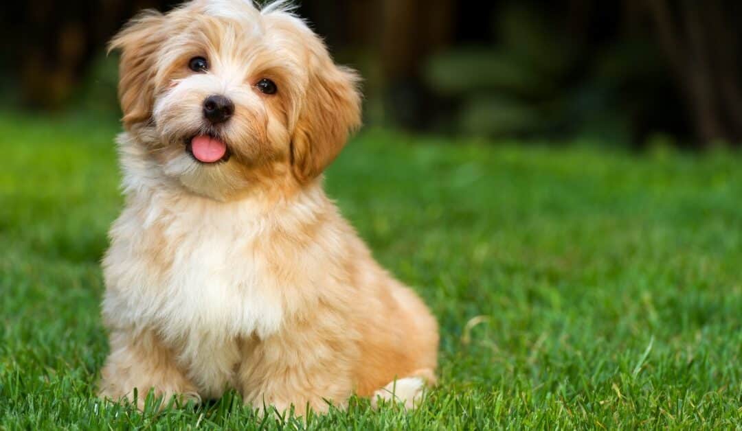 Your Puppy’s First 30 Days: A Bark Busters Trainer’s  Guide to Getting It Right