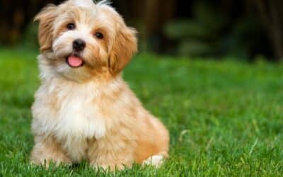 Your Puppy’s First 30 Days: A Bark Busters Trainer’s  Guide to Getting It Right