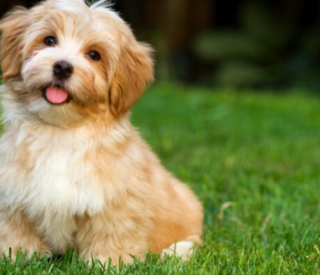 Your Puppy’s First 30 Days: A Bark Busters Trainer’s  Guide to Getting It Right