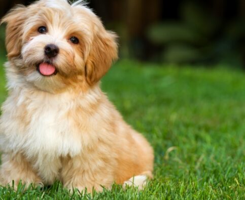 Your Puppy’s First 30 Days: A Bark Busters Trainer’s  Guide to Getting It Right
